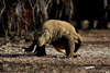 Komodo Dragon Photo:  Early morning on Komodo Island in the Komodo National Park area, one of only a few places on earth the world's largest living lizards can be seen.  In the old days, tourists were allowed to purchase a live, tethered goat and watch while the sacrifice was devoured.  As the practice has ended, my attempts to smuggle in a live chicken were thwarted before I boarded the boat that brought us to the island.