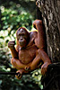 Forest Man Photo: Feeding time at the Sepilok Orangutan Rehabilitation Center, where orangutans are trained for re-introduction into the jungle.  Semi-rehabilitated orangutans arrive from the nearby forest to shamelessly gorge on a banana lunch.  Once the food coma kicks in, they lounge around and allow tourists to fill up their memory cards with their photogenic faces.