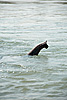 Under Water Photo: An submerged elephant crosses the river at Chitwan National Park.