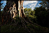 Rooted Photo: The Preah Sambir temple is enshrouded by tree roots at the Sambor Prei Kuk temple complex, halfway between Phnom Penh and Siem Reap.  This seldom touristed temple complex pre-dates its more famous cousin, the Angkor Wat temple complex.  Many of its designs were later incorporated into some of the temples at Angkor Wat.