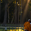 Hitch Photo: A monk bums a ride.  Cambodian and Thai monks are forbidden to drive hence the free rides and special monk-only areas on public transportation.