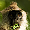 Dark Countenance Photo: A langur's lunch is interrupted.