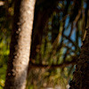 Stubbly Stumps Photo: Deceptively painful knobs protrude from a local tree species.