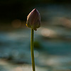 Life-Giving Photo: A lotus blooms on Dal Lake.  A young Kashmiri girl performs a morning wash on Dal Lake.