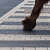 Flamboyant Foal Photo: A pair of Clydesdales pull a tourist carriage across the tram tracks near Groenplaats.