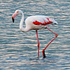 photo: Pond Park - Tourists on horseback roam the wetland habitat of flamingos, part of the Parc Naturel Régional de Camargue.