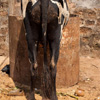 Dumpster Diving Photo: A cow stands on its hind legs in search of food from a dumpster (ARCHIVED PHOTO on the weekends - originally taken 2009/03/29).