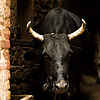 Basement Bull Pen Photo: Bulls occupy a traditional stable built into the ground floor of a house in Varanasi's old city (ARCHIVED PHOTO on the weekends - originally photographed 2008/01/31).