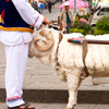 Sheep Chinese Man Photo: A Chinese man earns a living with his sheep (ARCHIVED PHOTO on the weekends - originally photographed 2007/06/10).