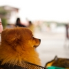 Patient Puppy Photo: A pint-sized lap-dog patiently awaits its aerobicizing owner inside a bicycle basket.