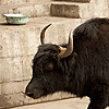 Yak Traffic Jam Photo: A meandering yak snarls traffic in downtown Deqin (ARCHIVED PHOTO on the weekends - originally photographed 2007/10/10).