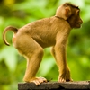 Mooching Macaque Photo: A pigtail macaque monkey waits nervously for an opportunity to steal food (ARCHIVED PHOTO on the weekends - originally photographed 2006/09/06).