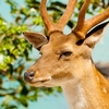 Docile Deer Photo: A Formosan Sika deer on a high cliff's edge of Daqiu island of the Matsu islands in Taiwan.