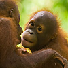 Jungle Man Photo: Baby orangutans play on a rope at the Sepilok Rehabilitation Center on the island of Borneo, Malaysia (ARCHIVED PHOTO on the weekends - originally photographed 2006/09/06).