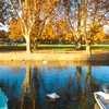 Lifeless Leaves Photo: A canal alongside a park in my home away from home, Annecy, France.